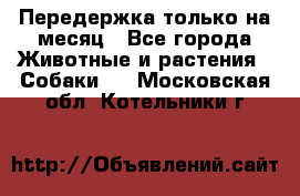 Передержка только на месяц - Все города Животные и растения » Собаки   . Московская обл.,Котельники г.